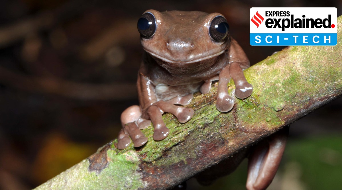 The frog species are considered a member of the predominantly Australian Litoria genus of tree frogs. Image: IE The frog species are considered a member of the predominantly Australian Litoria genus of tree frogs. Image: IE