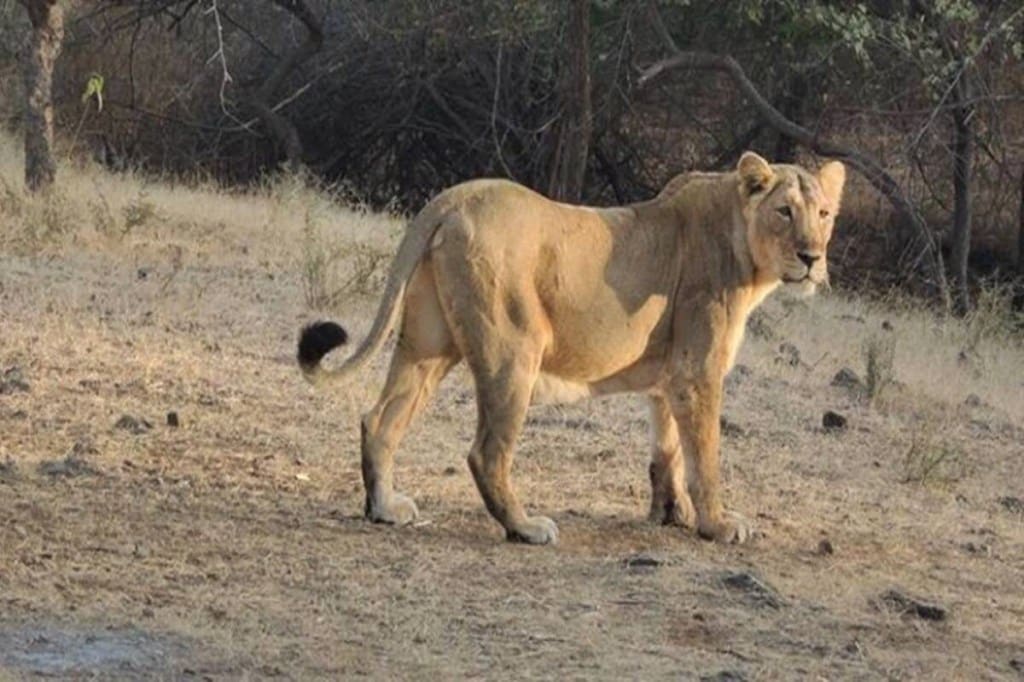 The zoological park has around 15 lions where eight are female and seven are male. Test results of four are currently awaited.