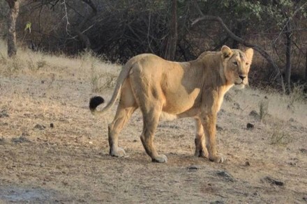 The zoological park has around 15 lions where eight are female and seven are male. Test results of four are currently awaited.