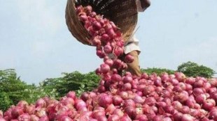 The Government of India maintains buffer stocks of bulb onion to make appropriate price stabilising market interventions.
