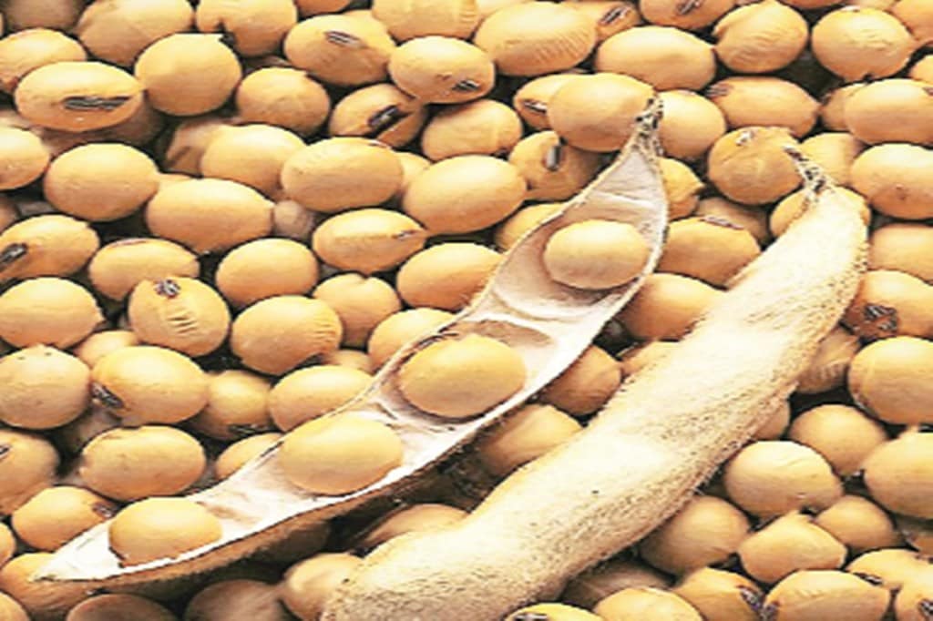 Pathak said that the area under soybean cultivation will definitely increase in Maharashtra and Rajasthan but is likely to go down to some extent in Madhya Pradesh (MP).