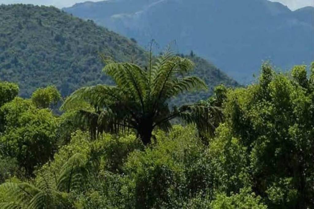 In case, the entity is unable to take a compensatory afforestation in lieu of felling the trees then the financial compensation for cutting the "heritage tree" will be substantially higher.