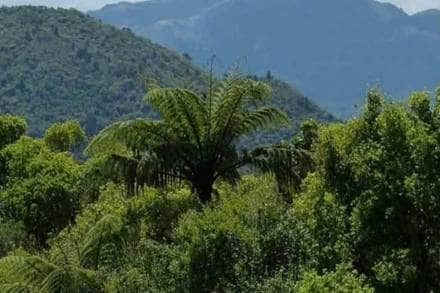 In case, the entity is unable to take a compensatory afforestation in lieu of felling the trees then the financial compensation for cutting the "heritage tree" will be substantially higher.