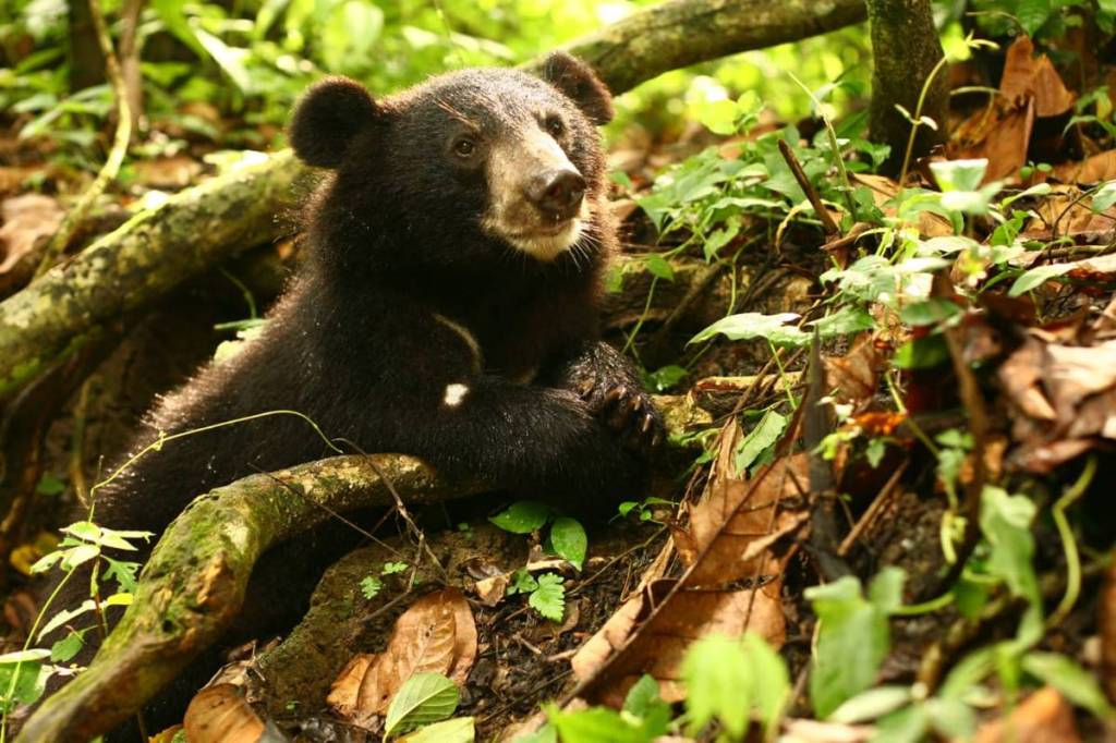 Other National Parks in the state of Assam include Kaziranga, Nameri, Orang, Manas, Raimona and Dibru-Saikhowa. (Credit: @tourismgoi/twitter) Other National Parks in the state of Assam include Kaziranga, Nameri, Orang, Manas, Raimona and Dibru-Saikhowa. (Credit: @tourismgoi/twitter)