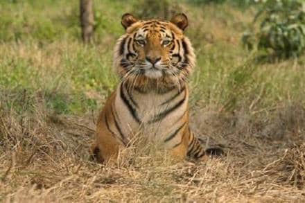 Wildlife experts have been opposed to the move saying it will not be good for animals inhabiting the reserves.