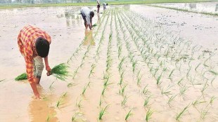 A stalled monsoon for three weeks till July 11 had adversely impacted sowing, but there was a pick-up of the activities after that.