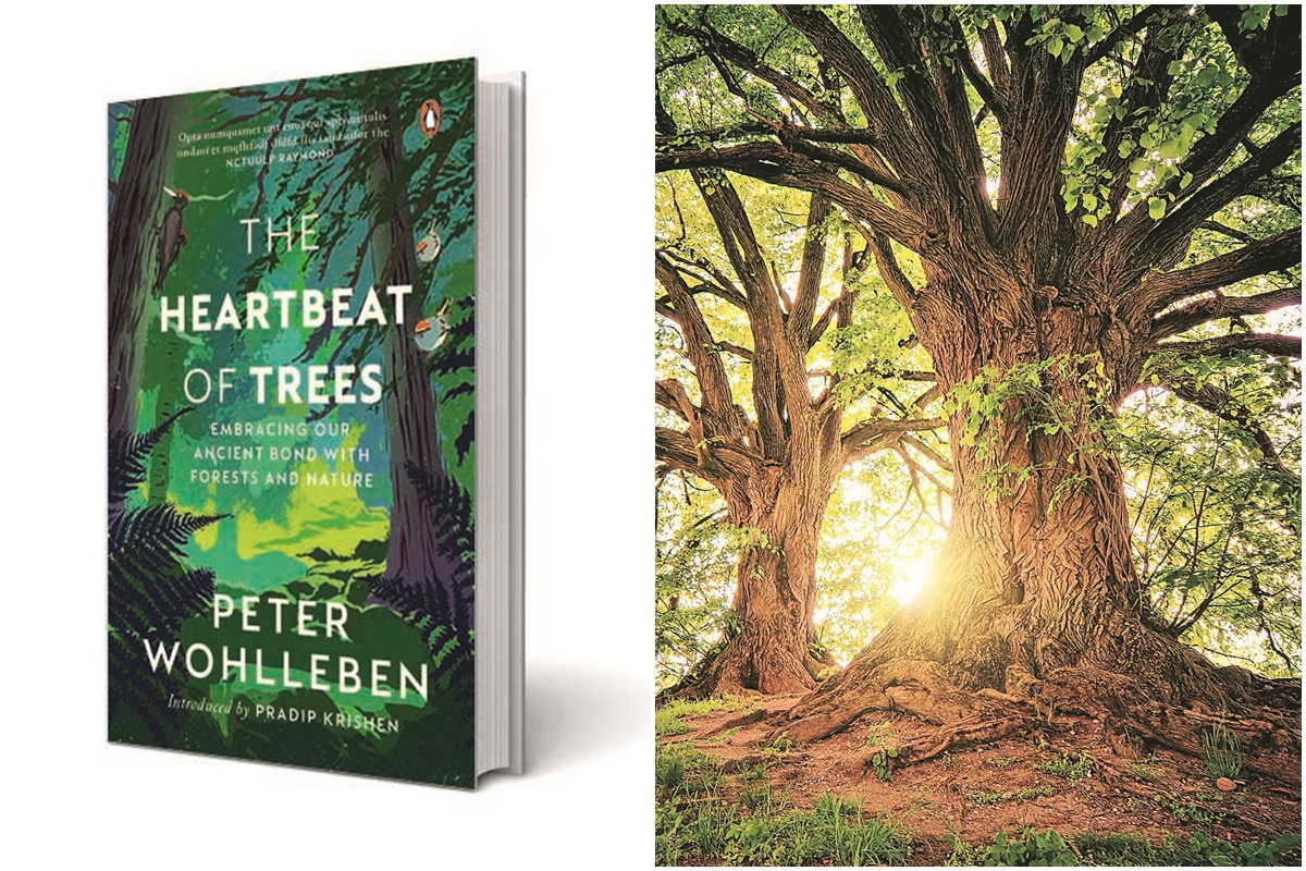 The root tips of a tree feel, taste, test, and decide where and how far the roots will travel