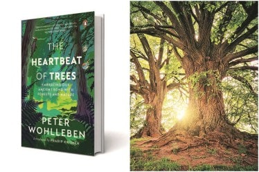 The root tips of a tree feel, taste, test, and decide where and how far the roots will travel
