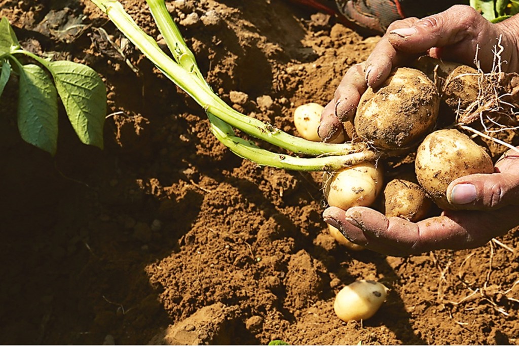 “In India, as with most developing countries, the detection and identification of blight are performed manually by trained personnel who scout the field and visually inspect potato foliage,” explained Srinivasan.