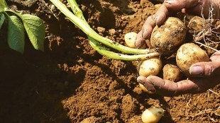 “In India, as with most developing countries, the detection and identification of blight are performed manually by trained personnel who scout the field and visually inspect potato foliage,” explained Srinivasan.