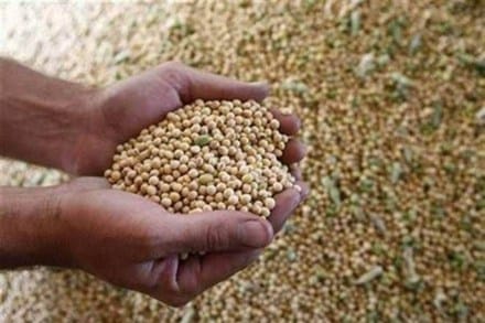 Soyabean prices in many places in Madhya Pradesh and Maharashtra have crossed a record Rs 10,000/ quintal.