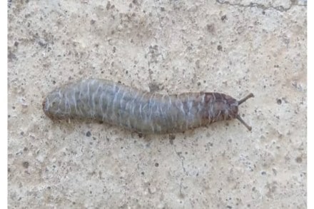 Caterpillar Slug, Caterpillar Slug news, Caterpillar Slug moth