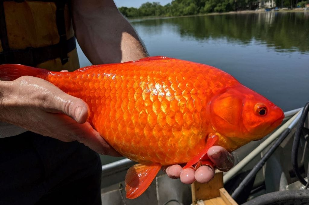Releasing pets into the wild is becoming more common now.