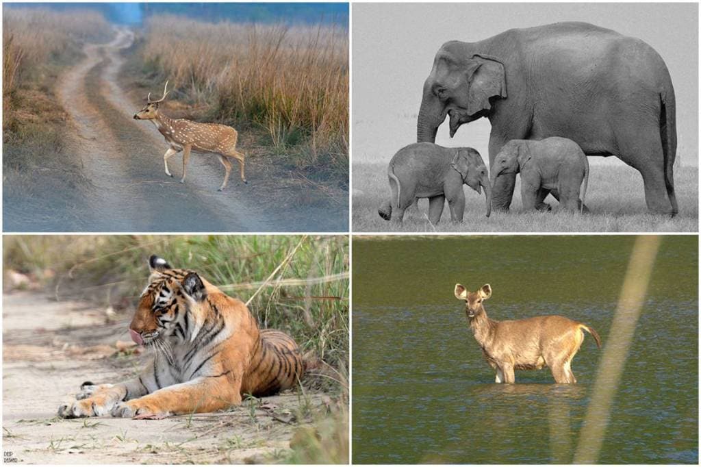 The National Park is an abode to several endangered species.