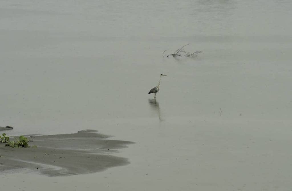 yamuna river