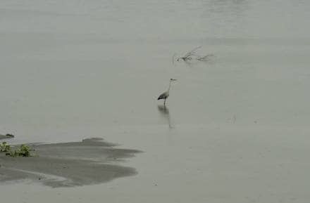yamuna river