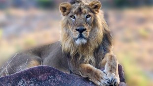 US vaccination, Covid-19 vaccination, Big cats, bears, ferrets get COVID-19 vaccine, vaccination for animals in US, San Diego Zoo, veterinary pharmaceutical company Zoetis i