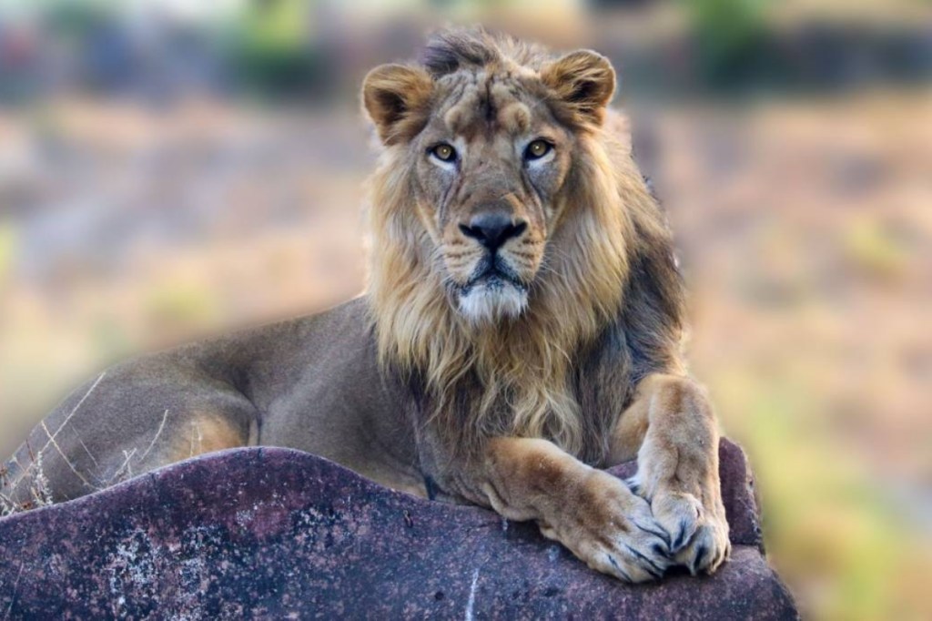 US vaccination, Covid-19 vaccination, Big cats, bears, ferrets get COVID-19 vaccine, vaccination for animals in US, San Diego Zoo, veterinary pharmaceutical company Zoetis i