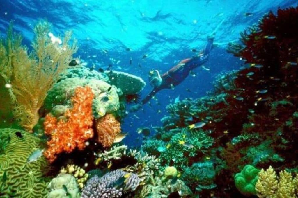 Greenpeace said in a statement that the committee had missed an opportunity to shine a light on Australia's neglect of a natural wonder.