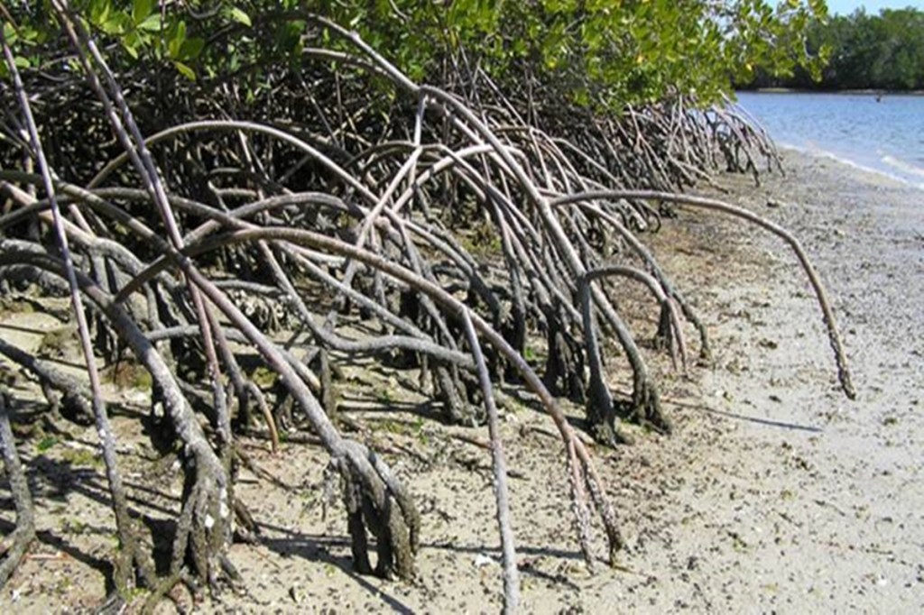 Mangrove cover, Sundarbans