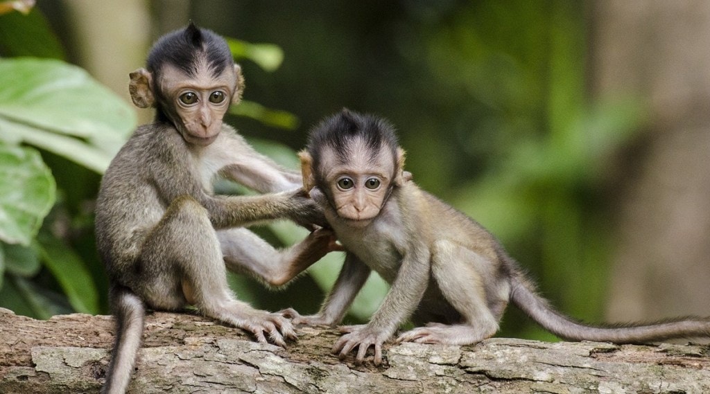 Monkey B virus, China