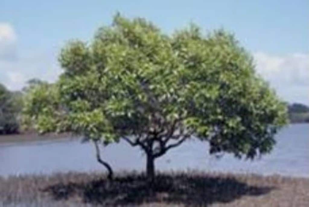 Avicennia marina is one of the most prominent mangroves species found in all mangrove formations in India.