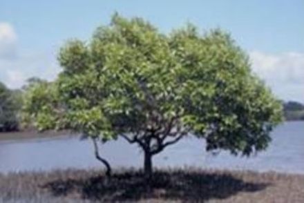 Avicennia marina is one of the most prominent mangroves species found in all mangrove formations in India.