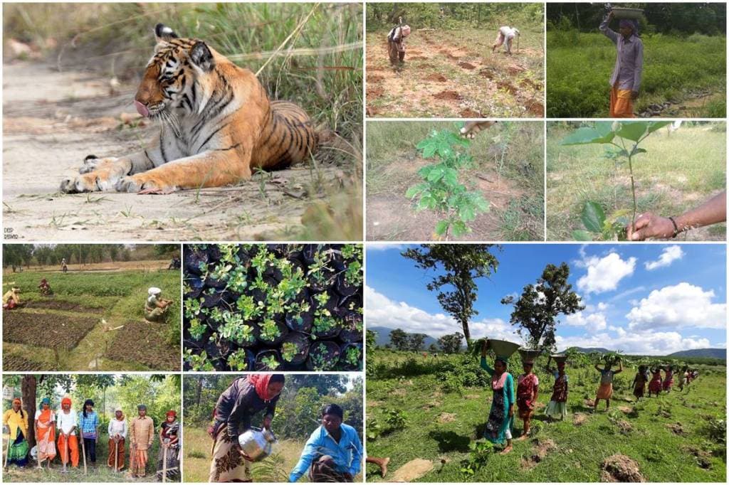 International Tigers day, tigers day, Kanha national park, pench tiger reserve, sariska, ramtek, conservation of tigers natural habitat , biodiversity