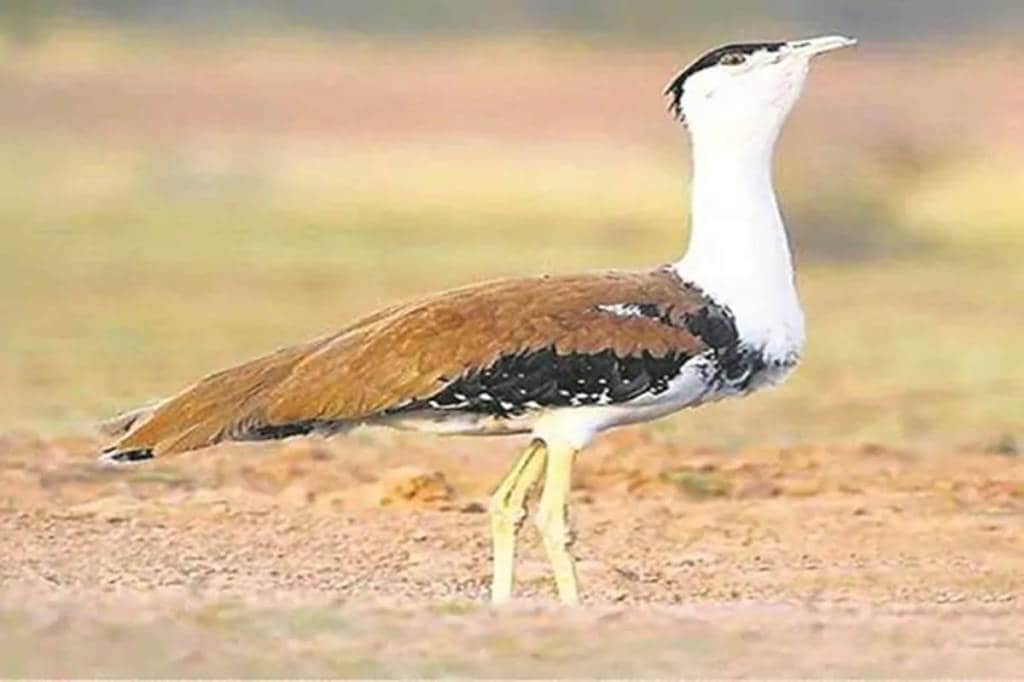 Experts have long argued that the overhead power transmission lines have emerged as the biggest threat to the species as the birds are understood to have poor frontal vision and owing to their heavyweight fail to dodge the power transmission lines at the last moment. 