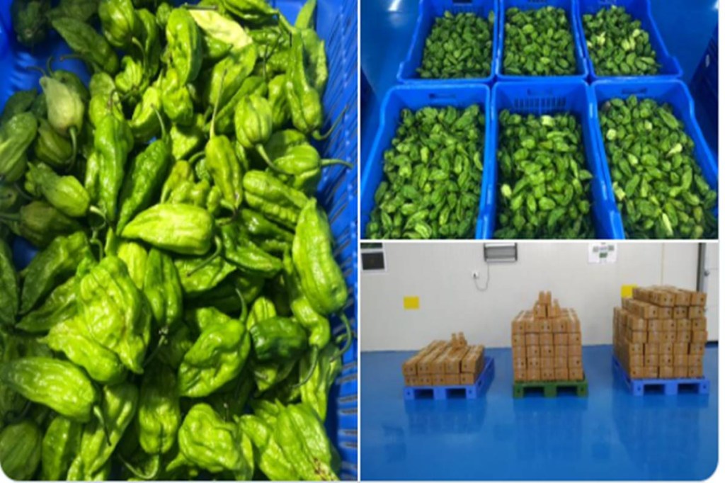 The consignment of King Chilli which was exported to London constituted Raja Mircha grown at Tening which is a part of Peren district of the state. (Credit: Twitter/@PiyushGoyal)