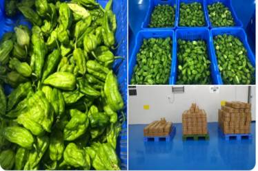 The consignment of King Chilli which was exported to London constituted Raja Mircha grown at Tening which is a part of Peren district of the state. (Credit: Twitter/@PiyushGoyal)
