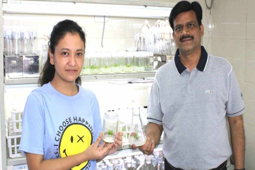 Dr Pati further said that the health experts are looking for a drug to mitigate the pulmonary fibrosis, the solo plant can be one of their answers. (Credit: The Indian Express)