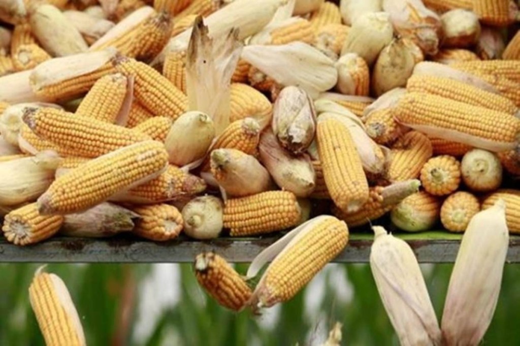 According to official data, the crop area under maize was 3% lower at 8.1 lakh hectare while that of soyabean was about 6% higher at nearly 44.5 lakh hectare.
According to official data, the crop area under maize was 3% lower at 8.1 lakh hectare while that of soyabean was about 6% higher at nearly 44.5 lakh hectare.