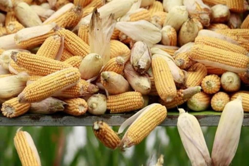 According to official data, the crop area under maize was 3% lower at 8.1 lakh hectare while that of soyabean was about 6% higher at nearly 44.5 lakh hectare.
