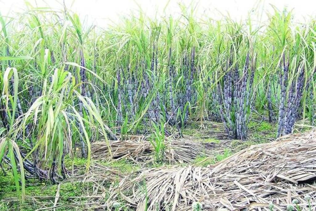 The farmers from the sugarcane belt have pending bills worth hundreds of crores for the power consumed for irrigation from the past two years.