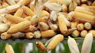 The cost of cultivation, too, increases by Rs 3,000-5,000 per acre in curbing the pests, he said.