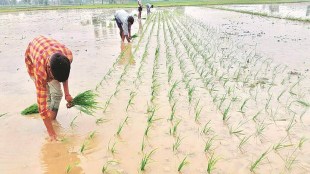 According to the ministry, "sowing is still going on" in states growing kharif crops with "occurrence of monsoon rains in many states".
