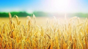 But many Leftists disputed the poverty line, and then the C Rangarajan committee estimated HCR poverty at 29.5% in 2011.