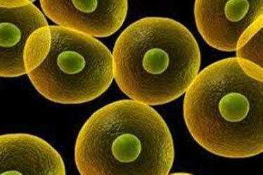stem cell treatment, fellowship course, regenerative medicine, FDA regulations, ethics, emerging technologies, stem cell, pre-clinical studies, mesenchymal stem cell isolation, transplantation