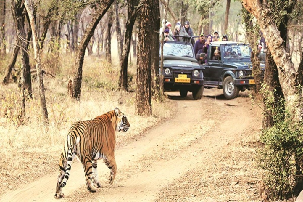wildlife safari