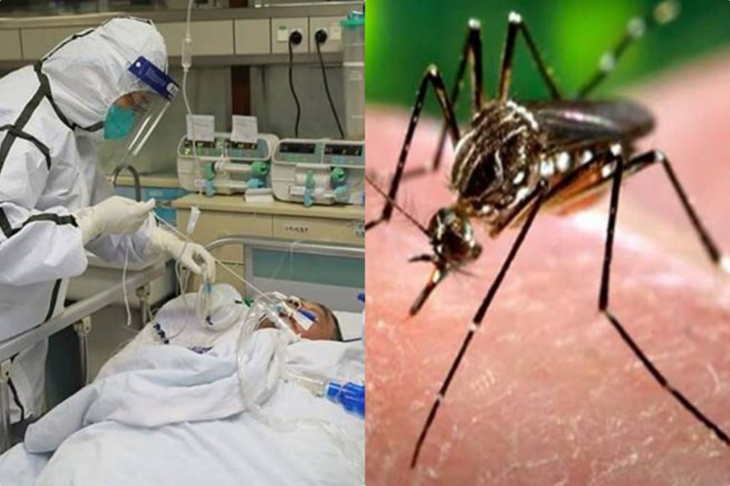 dengue, malaria, covid-19, coronavirus, covid symtoms, over lapping symptoms of covid and coronavirus, covid-19 symptoms, vector borne diseases