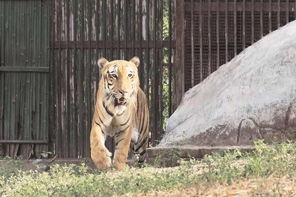 Delhi zoo, coronavirus updates, Delhi zoo reopens, Delhi Zoo Director Ramesh Pandey, Delhi zoo tickets online, bid to educe carbon footprint. bid to reduce noise pollution