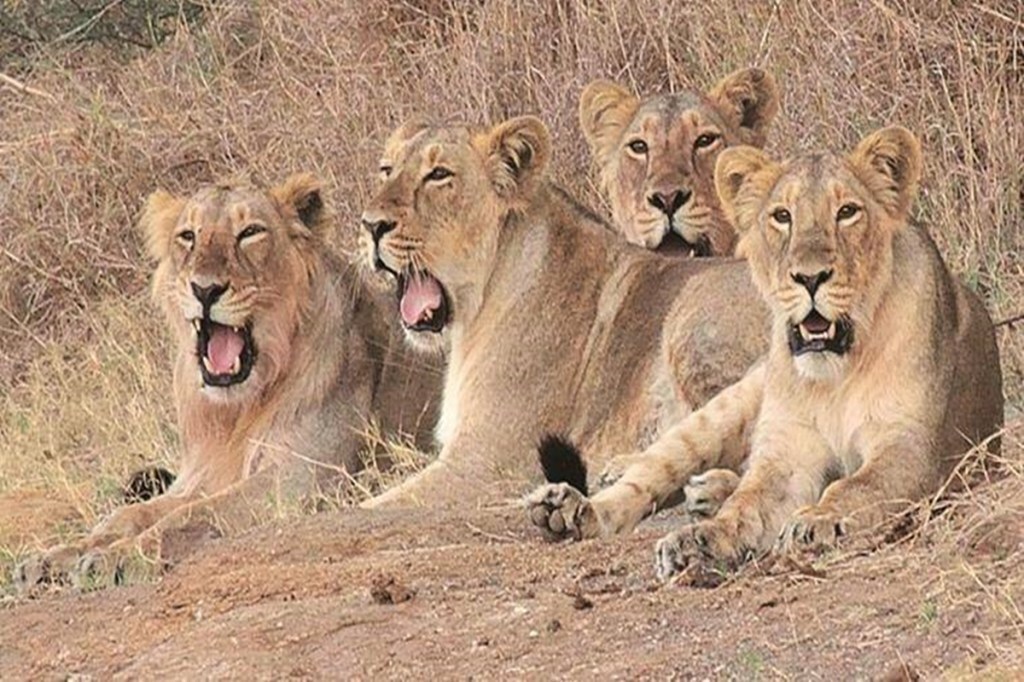asiatic lions in gujarat