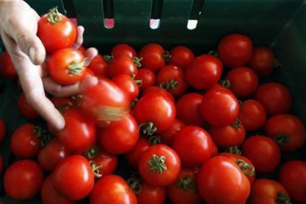 Tomato crop is ready for harvest in about 2-3 months after planting.