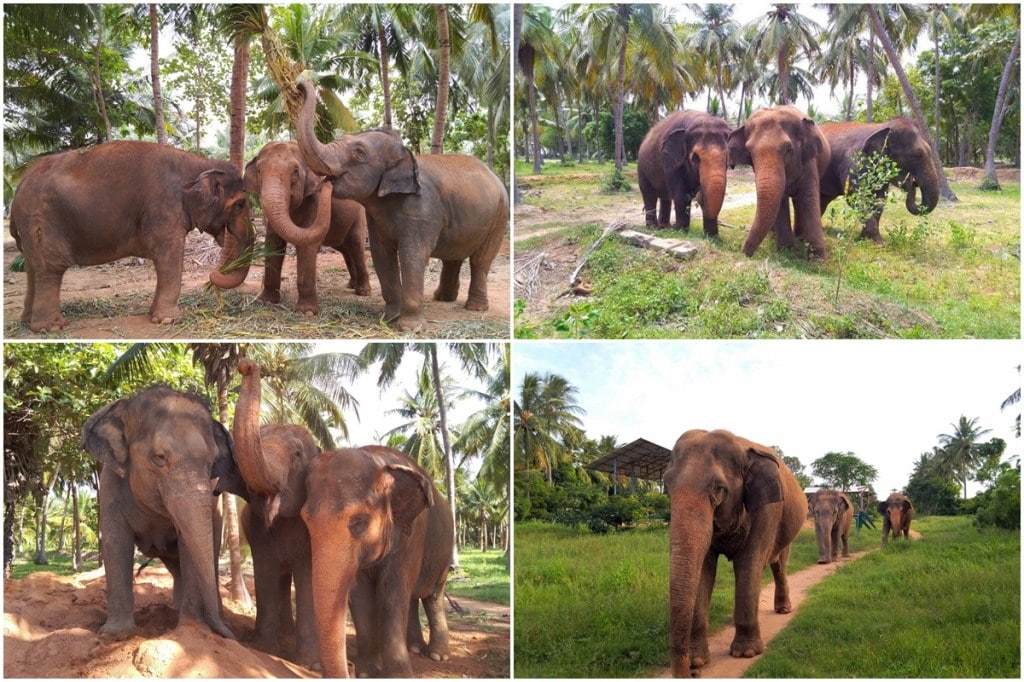 world elephant day