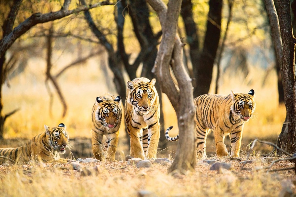 Wildlife conservation is the need of the hour and several organisations have been making special efforts to curb, protect and conserve species