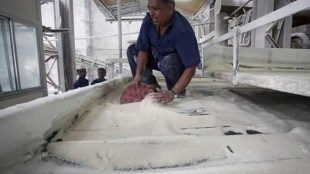 Banks have been wary of funding the sugar mills in the past due to their weak balance sheets, however, now with the addition of rice, maize and other grains, the availability of ethanol would become lot easier, making funding of ethanol capacity building a lot more attractive option, said a senior PSU official. (Representative image/ File photo)