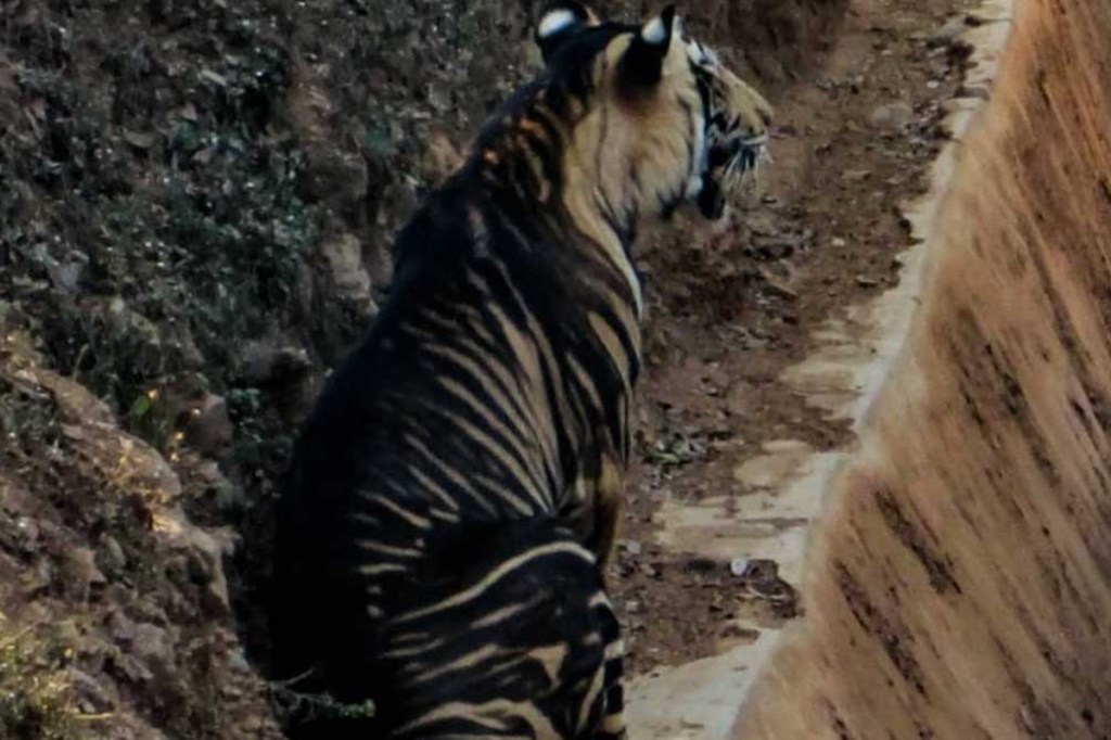 The researchers looked at the genetic analyses of other tigers in India and computer simulated data. (Image: IE) The researchers looked at the genetic analyses of other tigers in India and computer simulated data. (Image: IE)