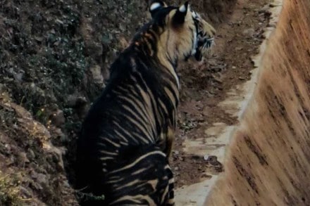 The researchers looked at the genetic analyses of other tigers in India and computer simulated data. (Image: IE) The researchers looked at the genetic analyses of other tigers in India and computer simulated data. (Image: IE)