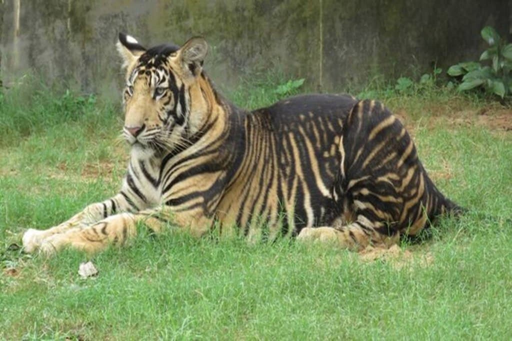 Black Tiger IE